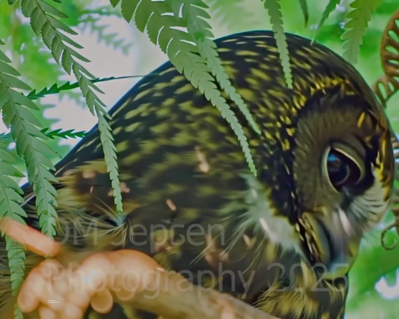 Event video