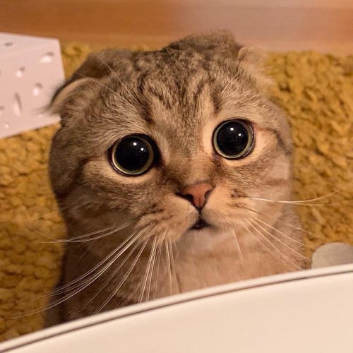 Attendee