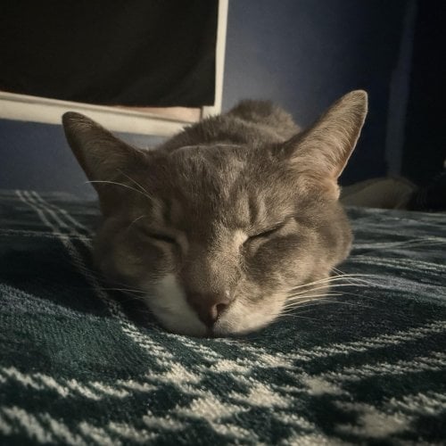Attendee