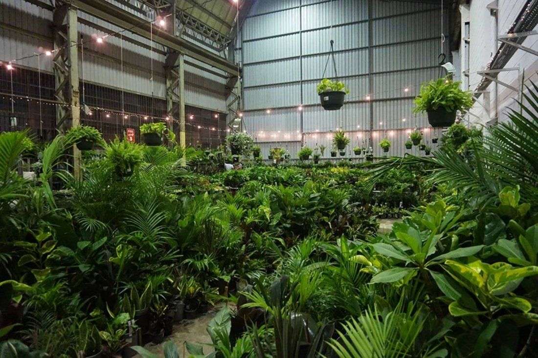Sydney Huge Indoor Plant Warehouse Sale Tropicana Party, Precinct