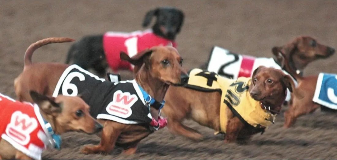 25th Wienerschnitzel Wiener Nationals At Los Alamitos Race Course Los 