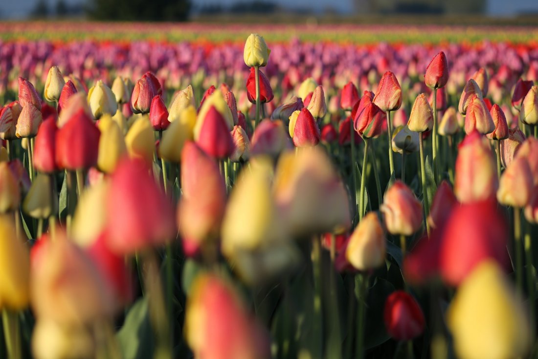 Visit the newly opened Tulip Valley Farms!, Tulip Valley Farms, Mount