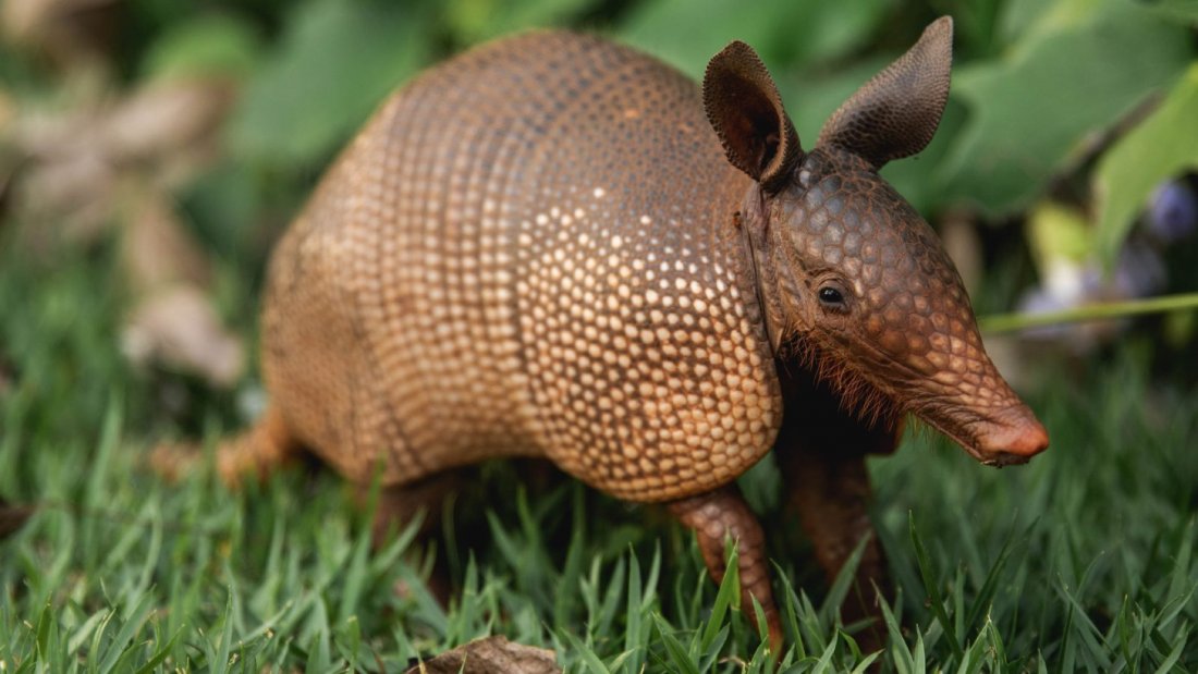The Armadillo and the Human Skin, Royal College of Physicians of ...