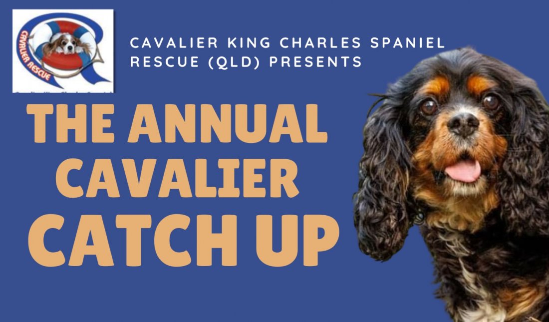 The Annual Cavalier Catch Up, Pizzey Fenced Agility Dog Park, Mermaid Waters, October 29 2023