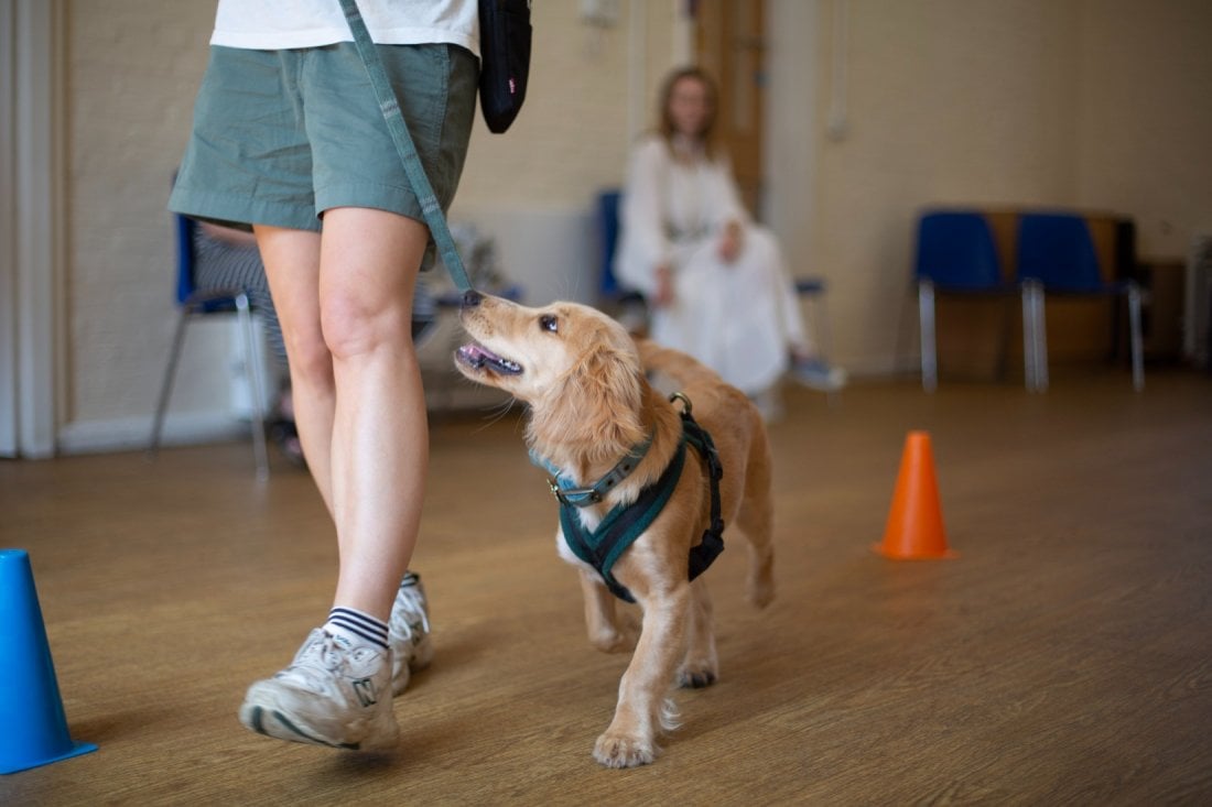 Puppy Training School SW1 Saturdays 11.15am from 6th January Tickets