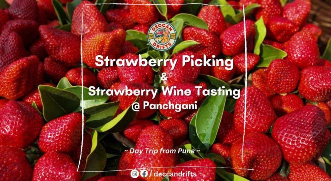 Strawberry Picking & Strawberry Wine Tasting @ Panchgani, 14 December | Event in Pune | AllEvents