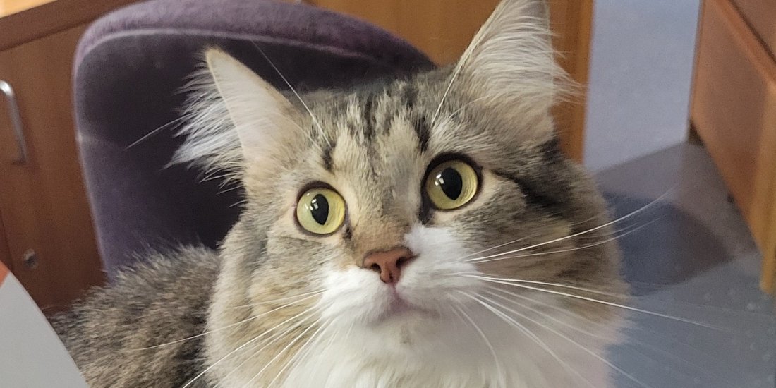 Cats & Kittens Yoga, Humane Society of Northern Virginia, Dumfries