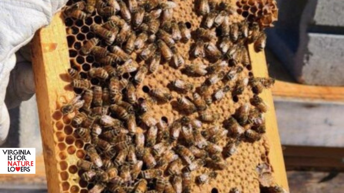 Bee-utiful Experience: The Beekeeper’s Tour, REI, Virginia Beach, 23 ...
