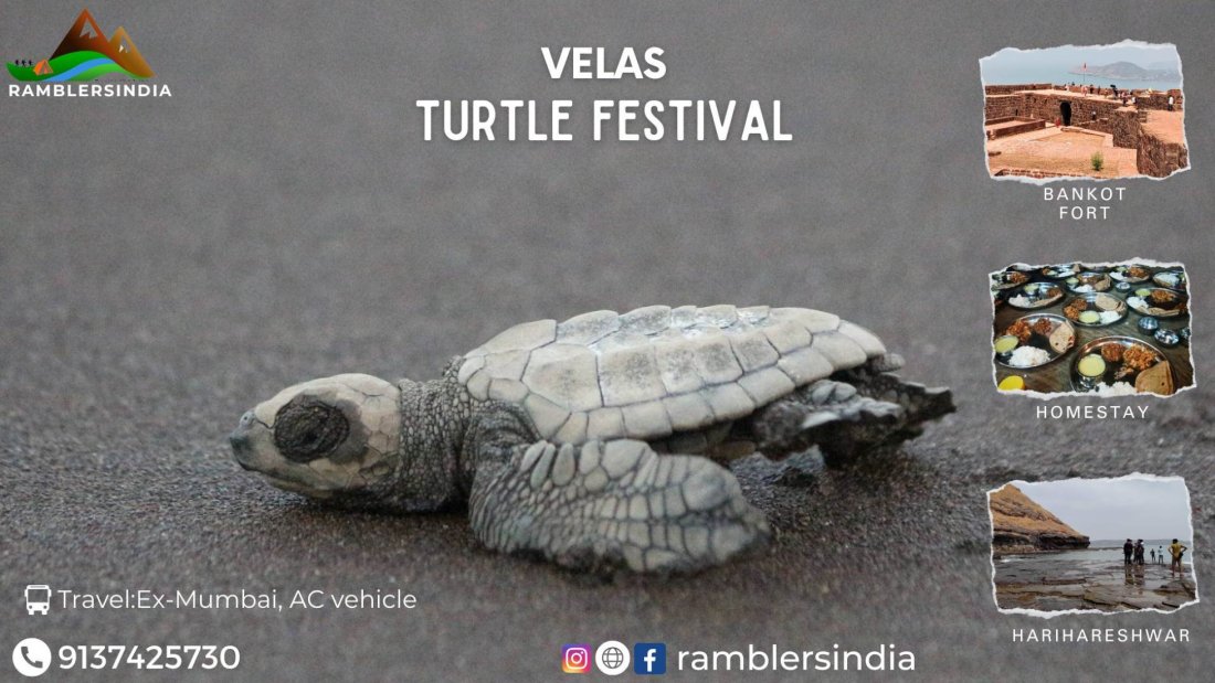 Velas Turtle Festival with Harihareshwar, velas, Mumbai, 12 April to 14 ...