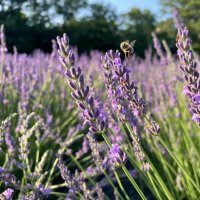 Pumpkin Blossom Farm logo