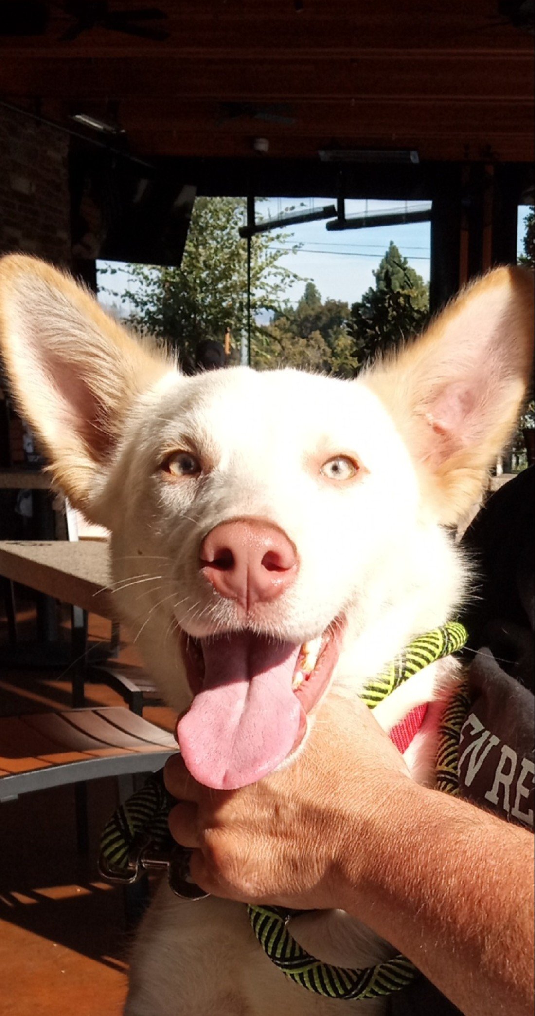 Woof Den Rescue Adoption Fair in Steven Creek Blvd Pet Food Express