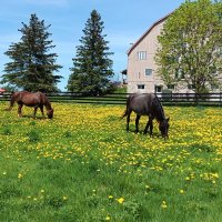 Five Star Ranch Retreat and Guesthouse