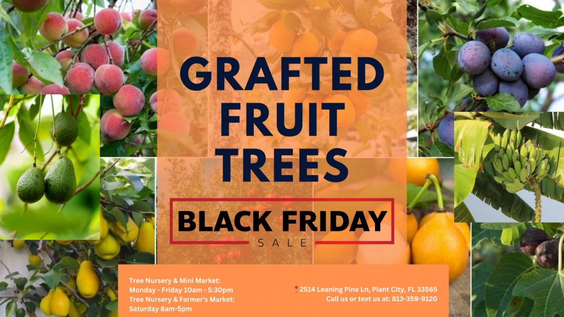 BLACK FRIDAY FRUIT TREE SALE AND MINI MARKET | 1000+ GRAFTED FRUIT ...
