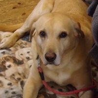Time for Pooch Canine Massage