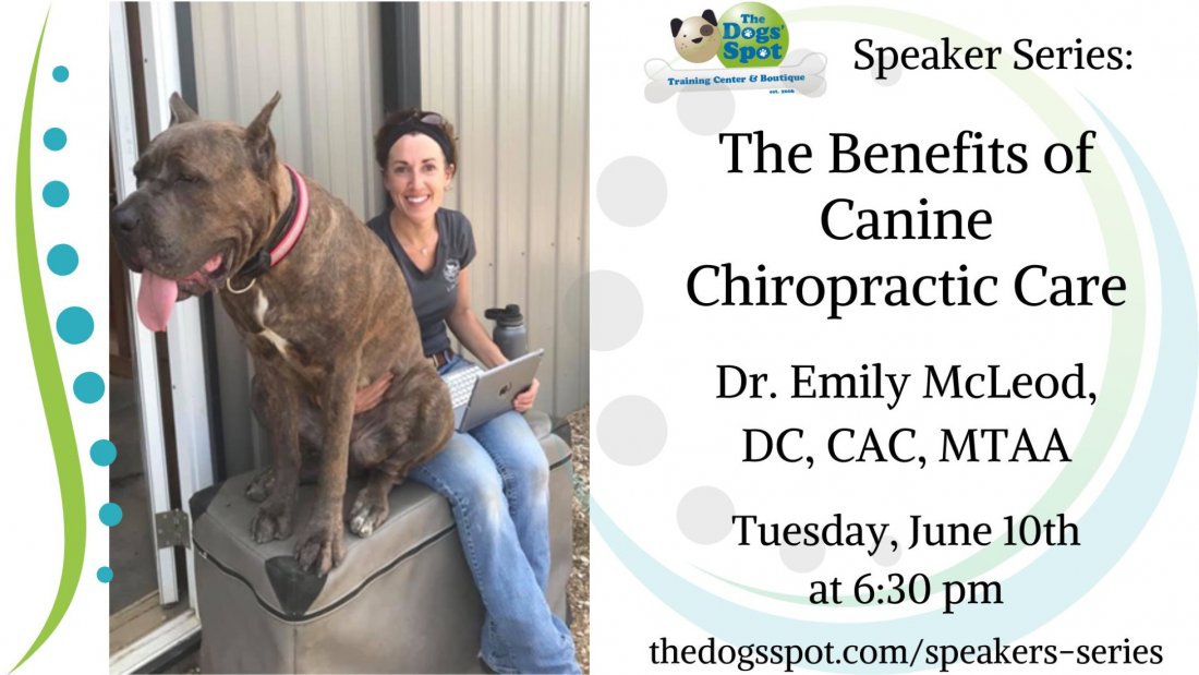 The Benefits of Canine Chiropractic Care