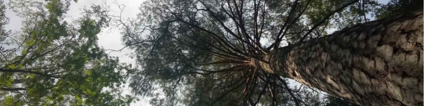 Nature retreat Luontoretriitti, 2 August | Event in Helsinki | AllEvents