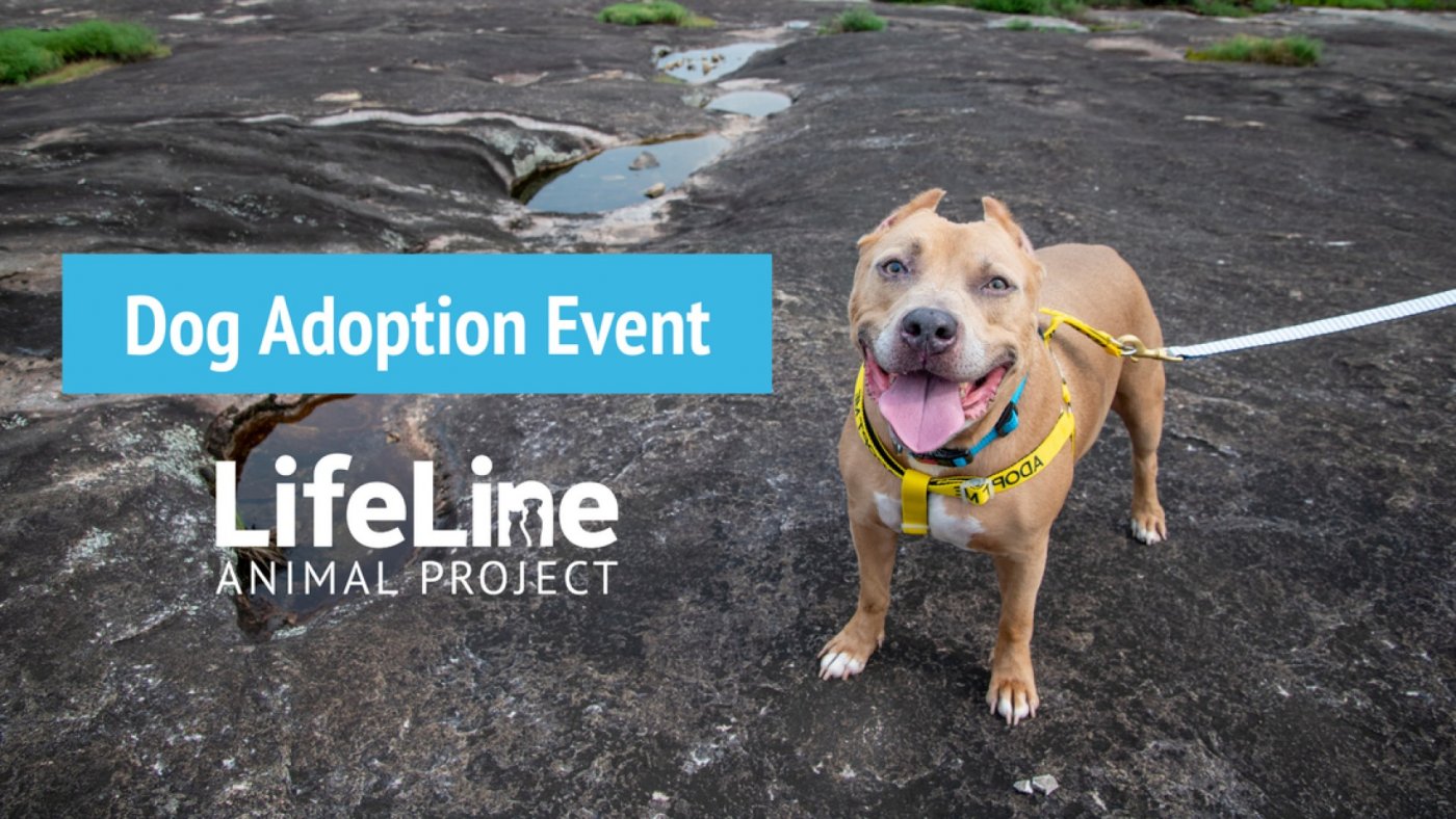 Moondog Pub & Grub Dog Adoption Event | Event in Dunwoody | AllEvents