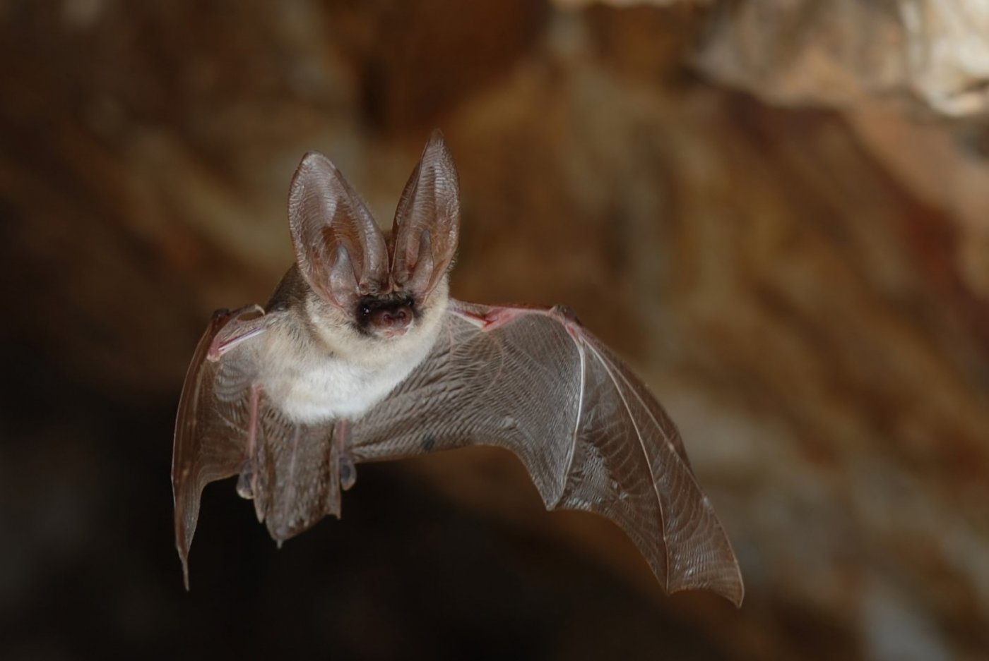 Sortie nature : À la rencontre des Chiroptères, 11 October | Event in Sanary-sur-Mer | AllEvents