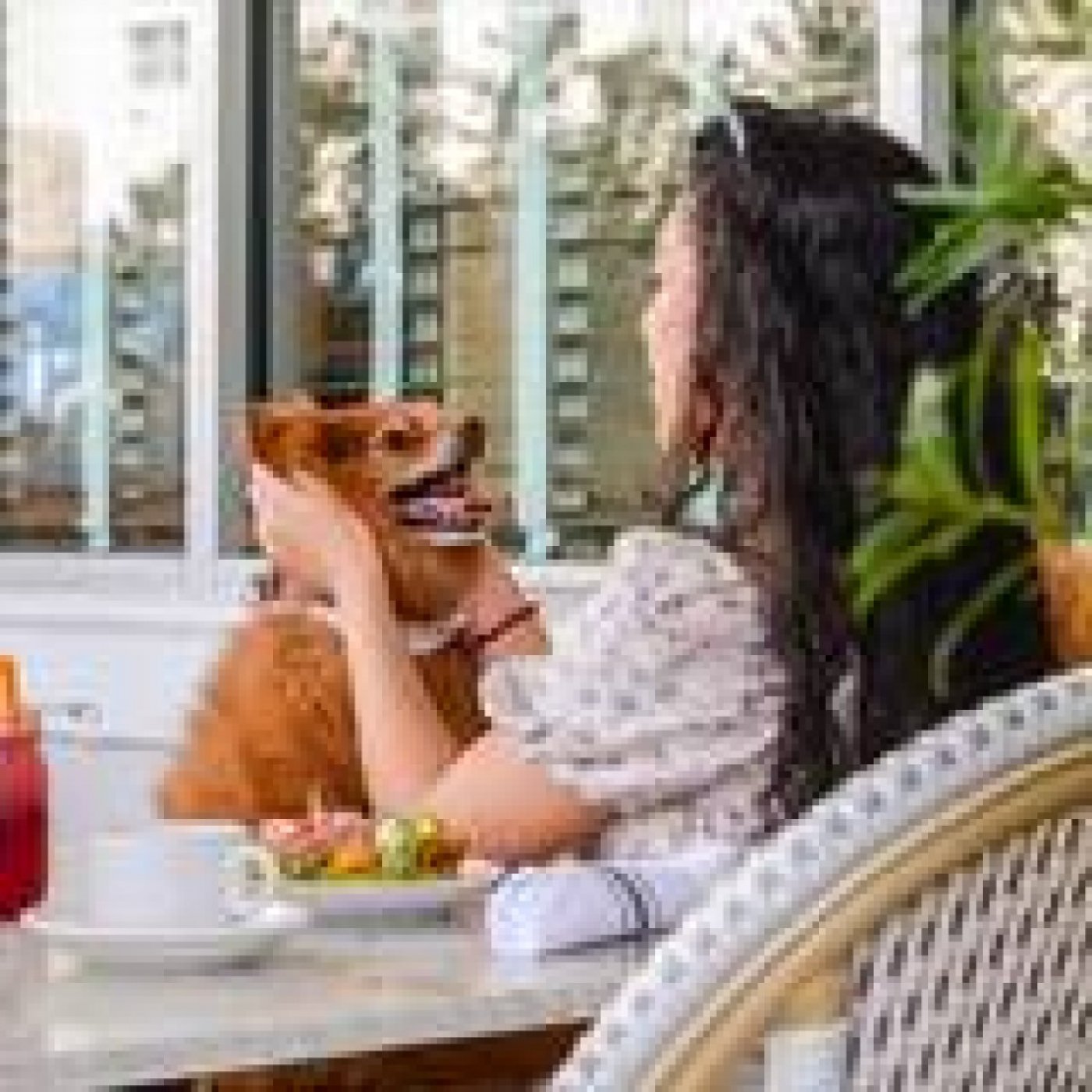 Pawty on the Patio: Dog Day Edition @ The Social Club, 23 August | Event in Miami Beach | AllEvents