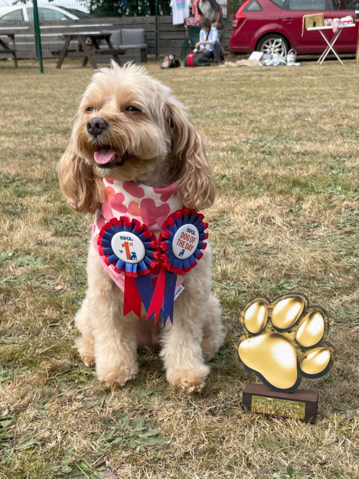 RSPCA Open Day & Fun Dog Show 2025, 7 September | Event in Woodbridge | AllEvents