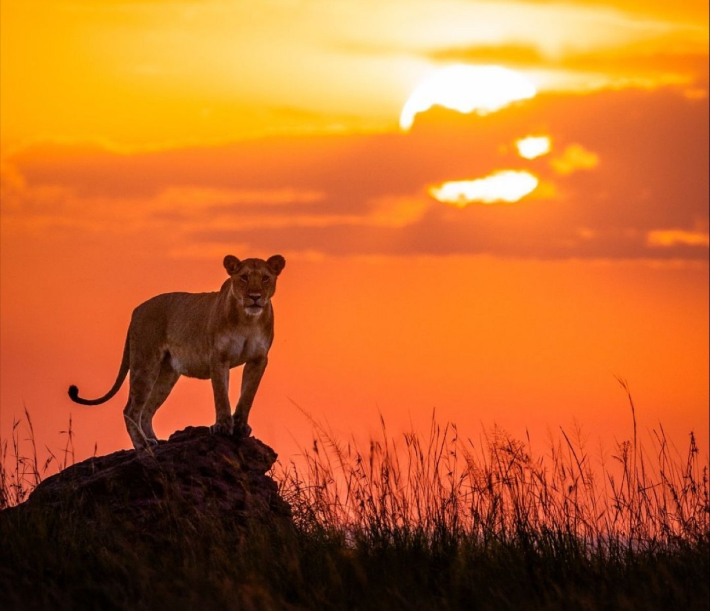 Live Virtual Safari, 2 August | Online Event | AllEvents