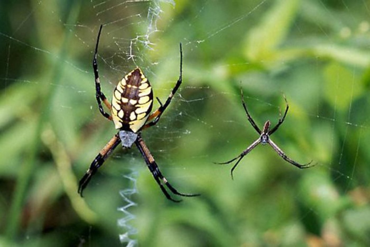Nature Collective Hosts Wildlife Tour, 13 September | Event in Cardiff by the Sea | AllEvents
