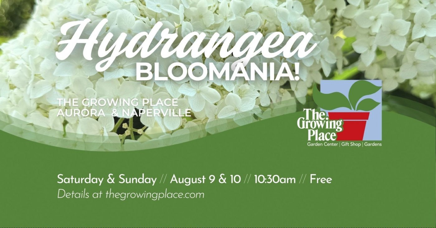 Hydrangea Bloomania - Aurora, 9 August | Event in Aurora | AllEvents