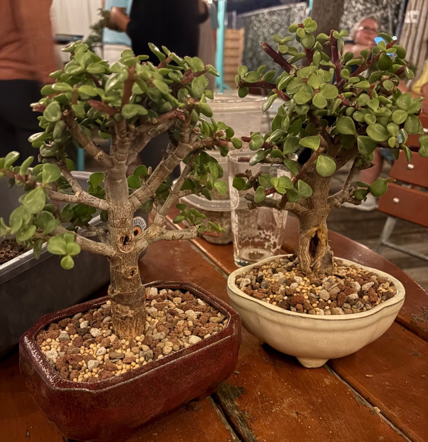 Bonsai &amp;amp; Brews at Sun King Brewing Sarasota, 2 October | Event in Sarasota | AllEvents