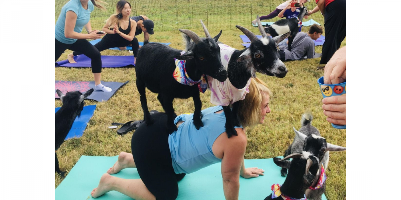 Goat Yoga at Goat Farm Coffee House Forney, TX, 11 September | Event in Forney | AllEvents