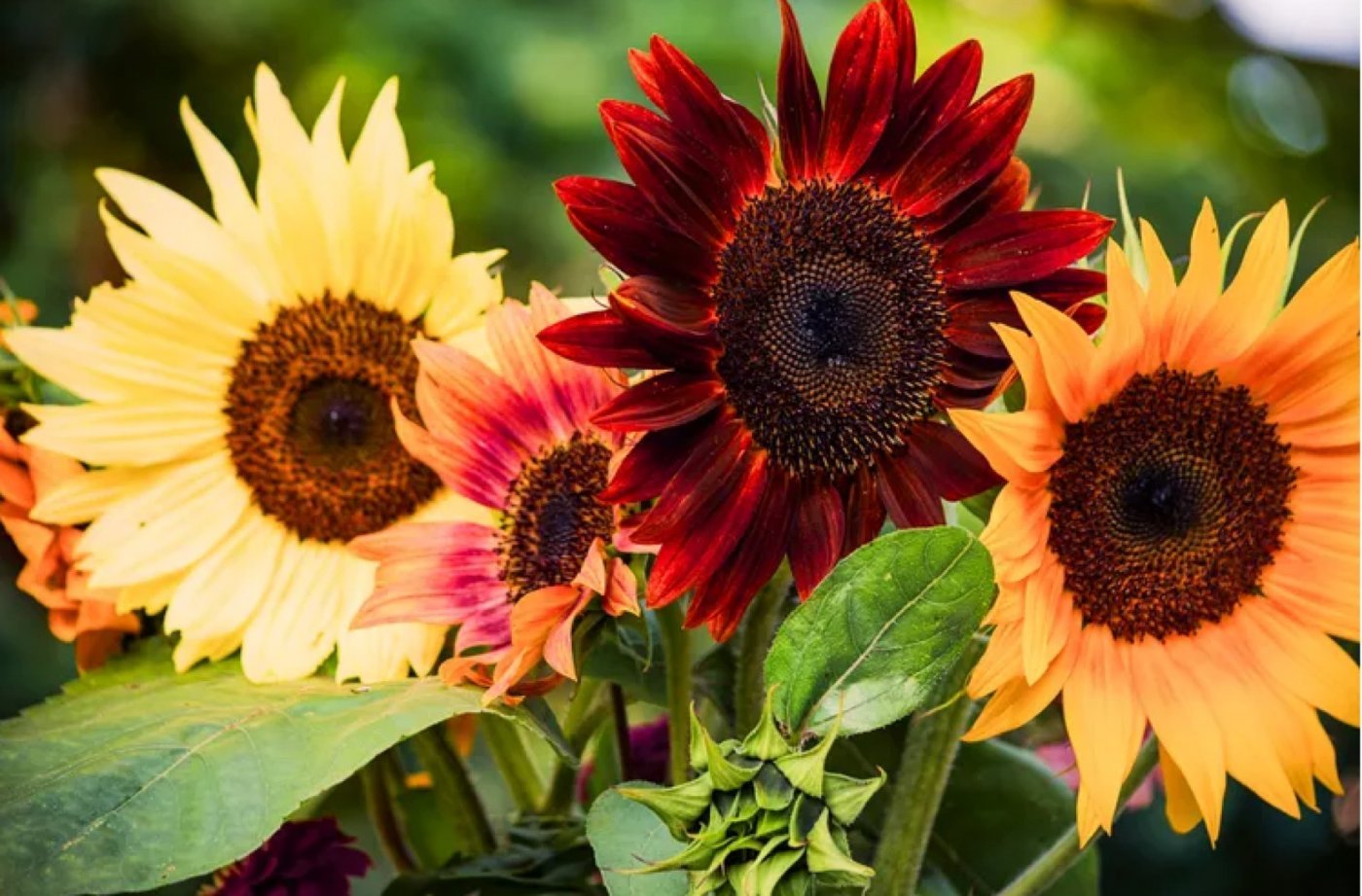 Sunflower Soirée Flower Arranging Class, 10 September | Event in Springfield | AllEvents