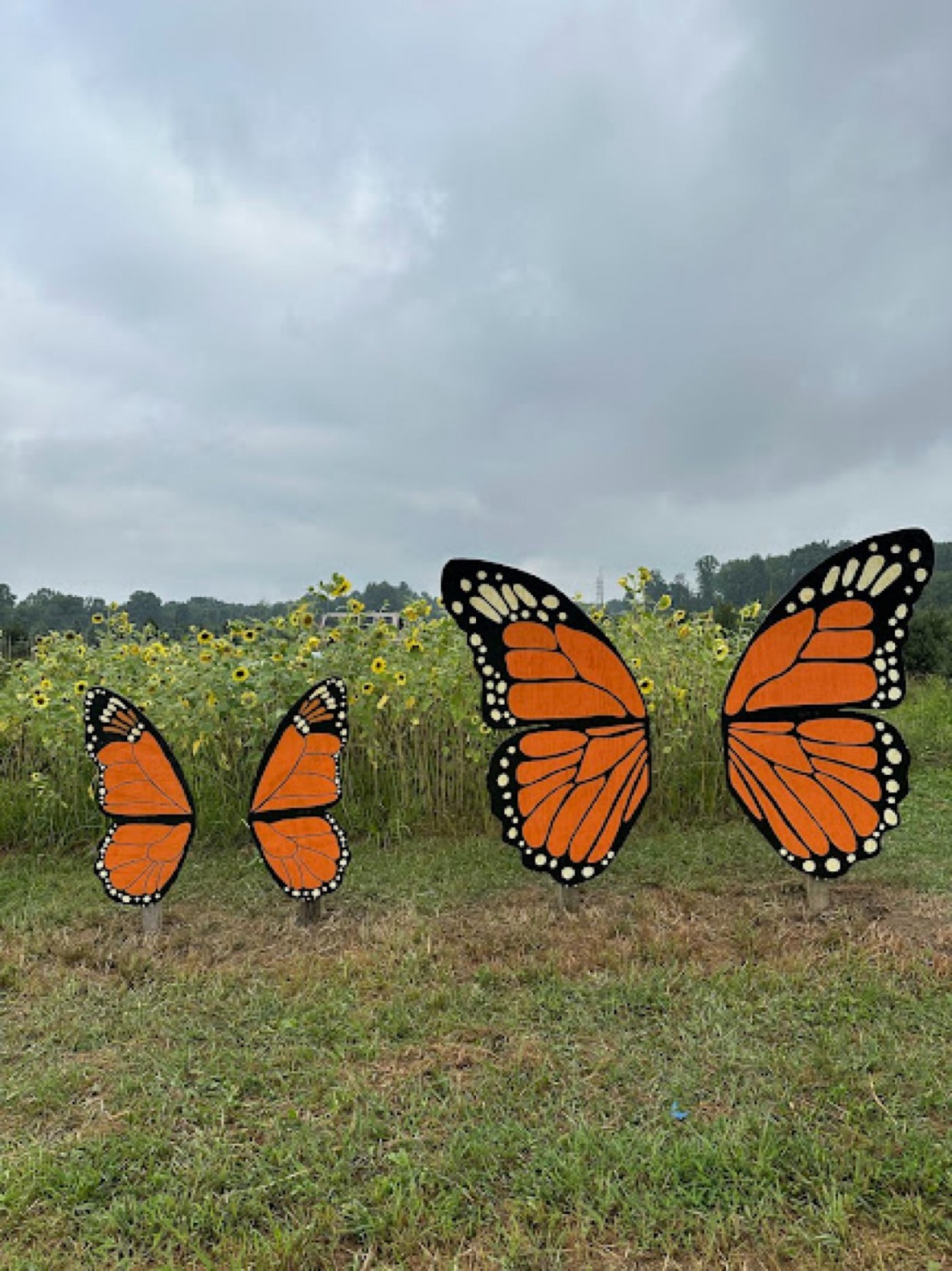 Cut Your Own Flowers at Pioneer Trails Tree Farm , 22 August | Event in Lowellville | AllEvents