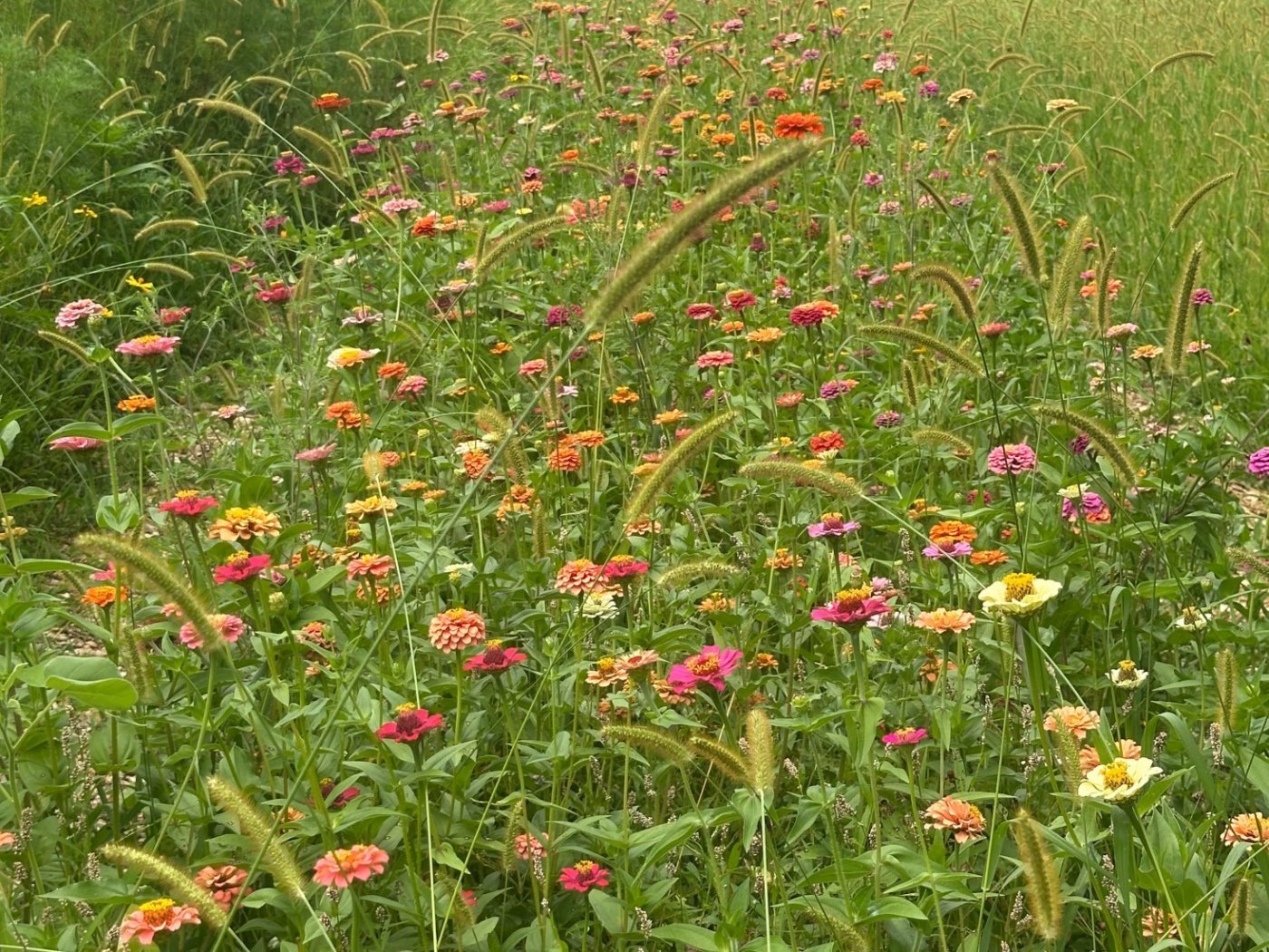 Cut Your Own Flowers at Pioneer Trails Tree Farm, 29 August | Event in Lowellville | AllEvents