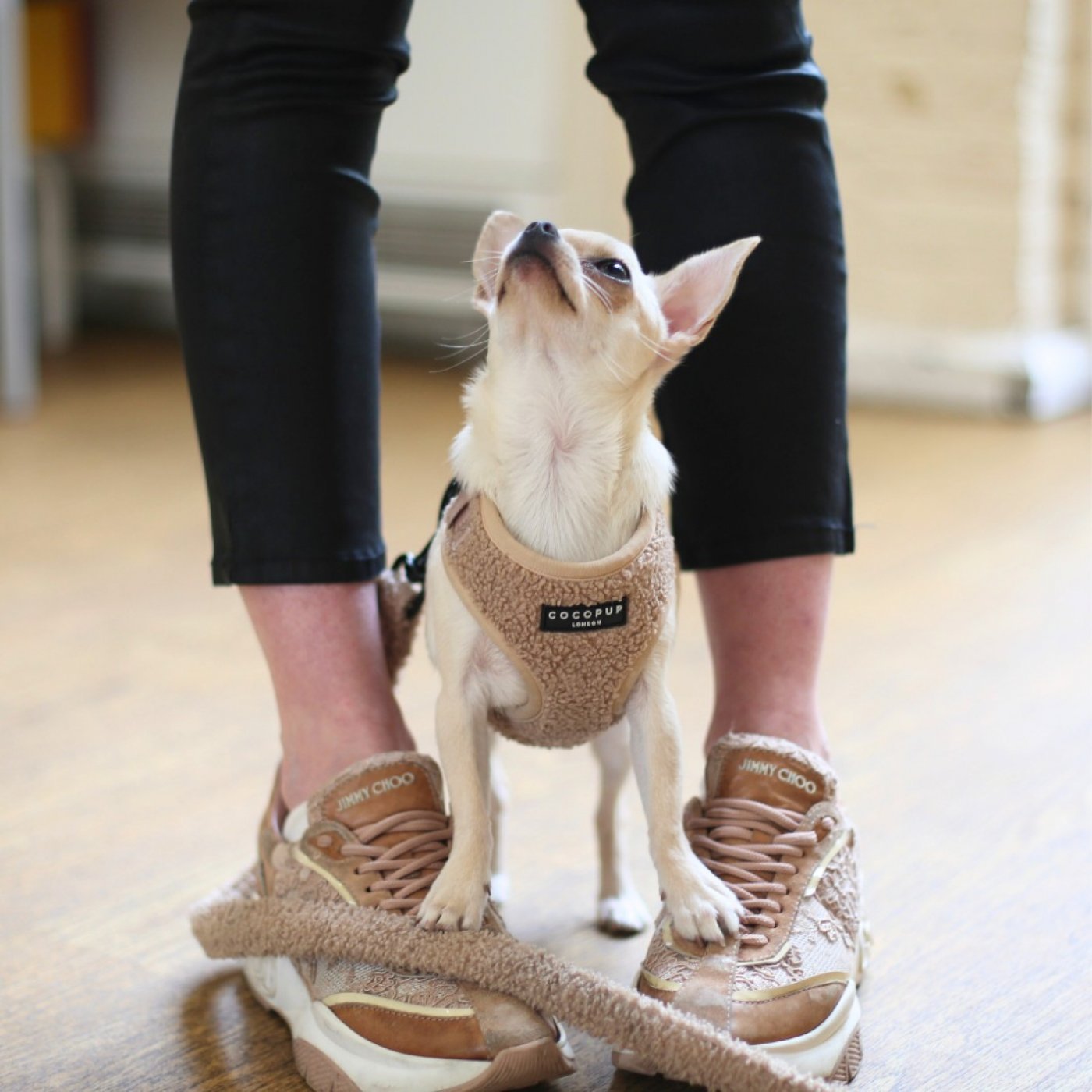 Puppy Training School SW1 Saturdays from 20th September 10am, 20 September | Event in London | AllEvents