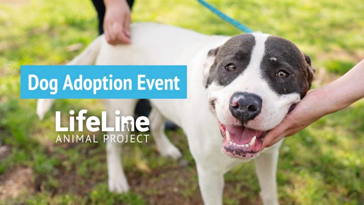 PetSmart (Roswell) Dog Adoption Event, 24 August | Event in Roswell | AllEvents