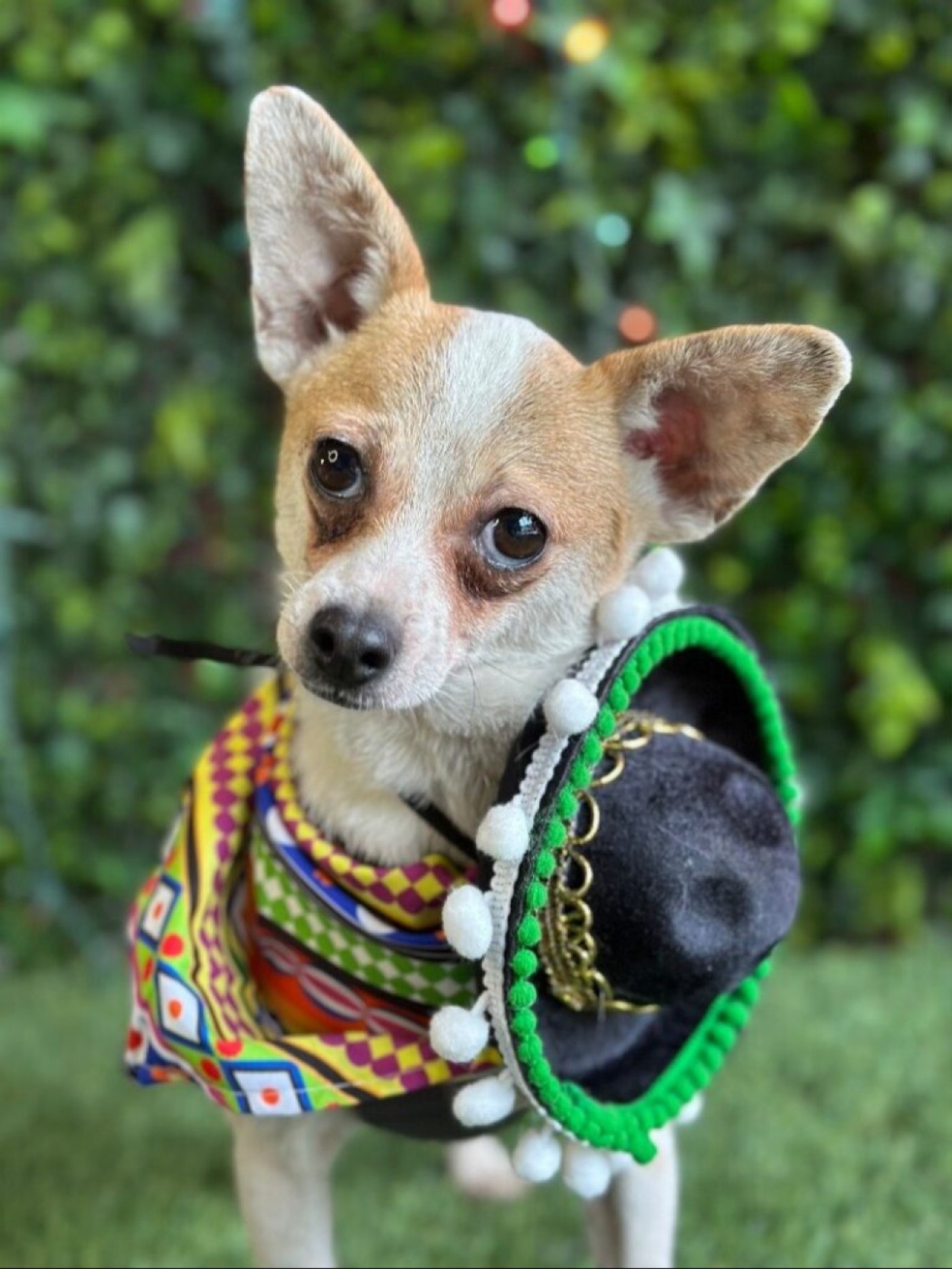 Amazing Dogs Adoption Event , 24 August | Event in Pasadena | AllEvents