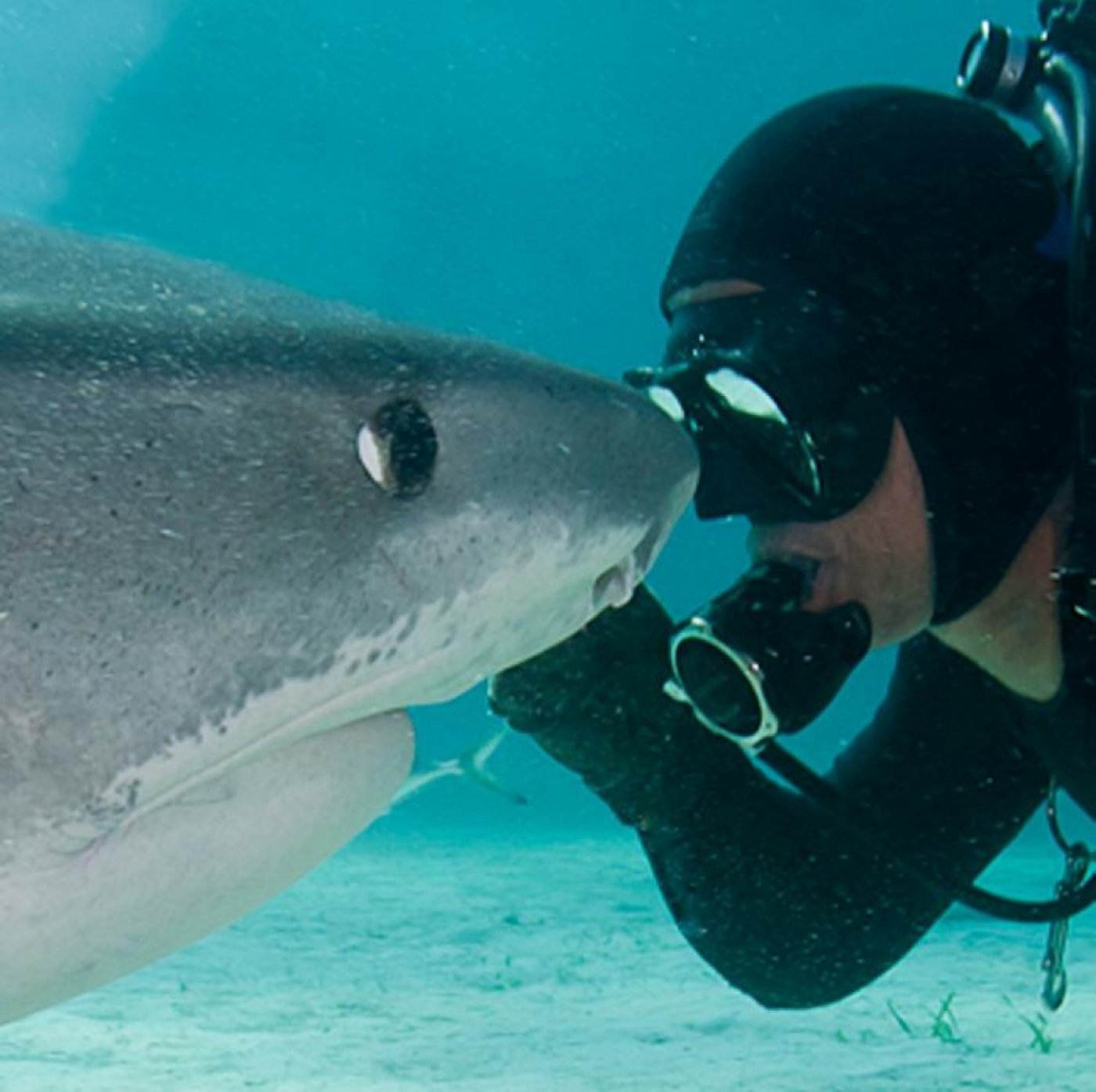 Sharks My Love with Jim Abernethy , 5 September | Event in Crawley | AllEvents