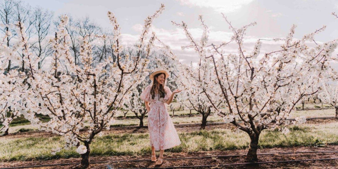 Blossom Festival at CherryHill Orchards , 24 September | Event in Wandin North | AllEvents