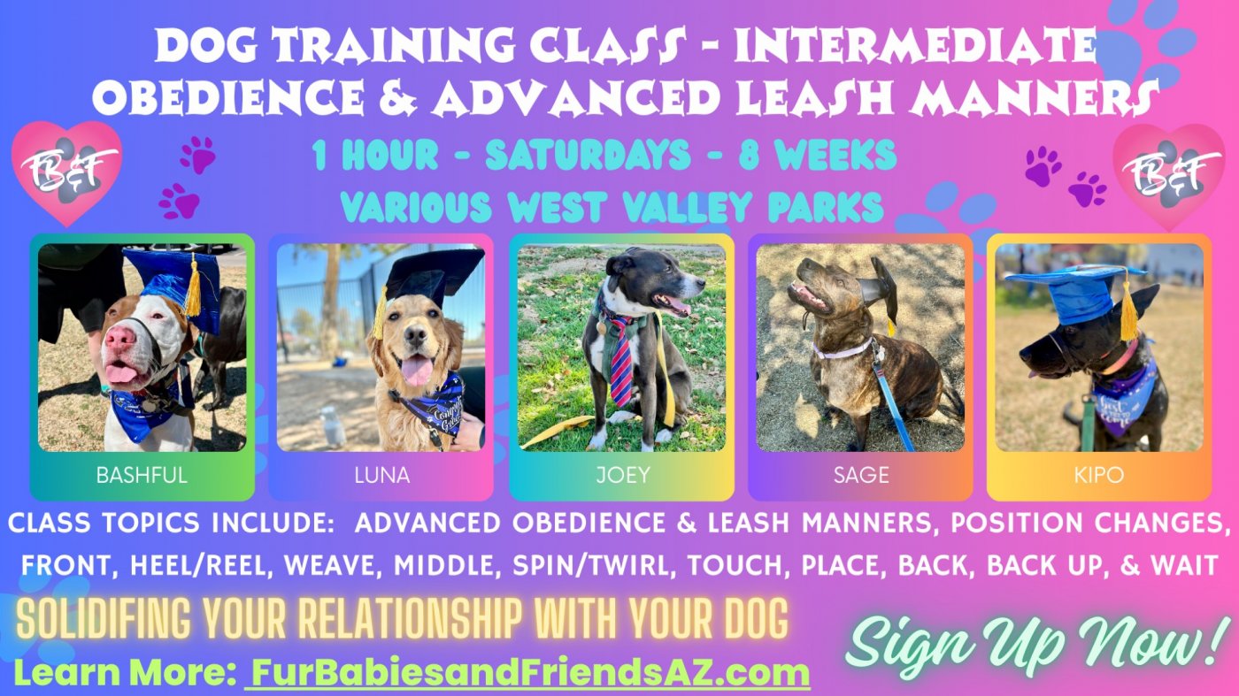 Dog Training Intermediate Obedience & Leash Manners Group Class - 8 Weeks - $350, 27 September | AllEvents