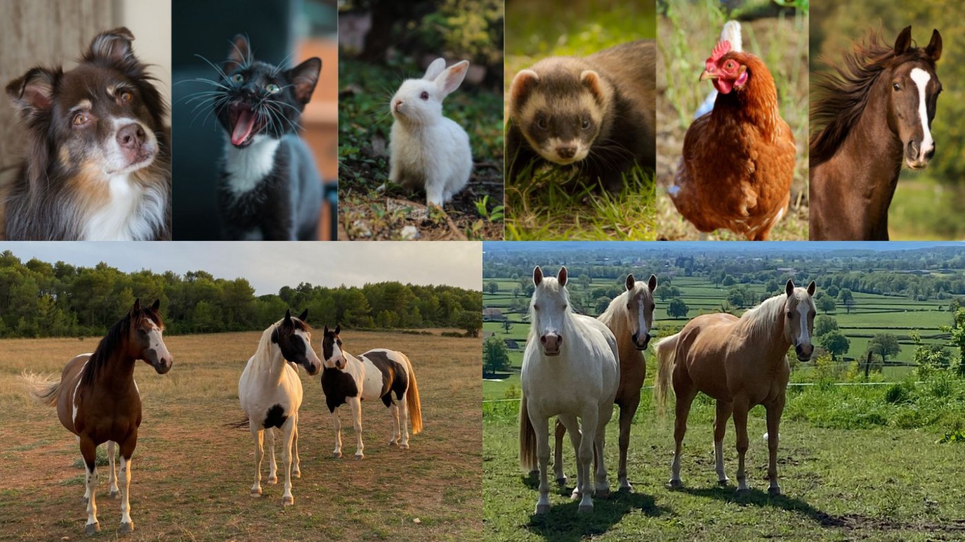 S'initier à la communication animale avec la présence des chevaux, 20 September | Event in Montpellier | AllEvents