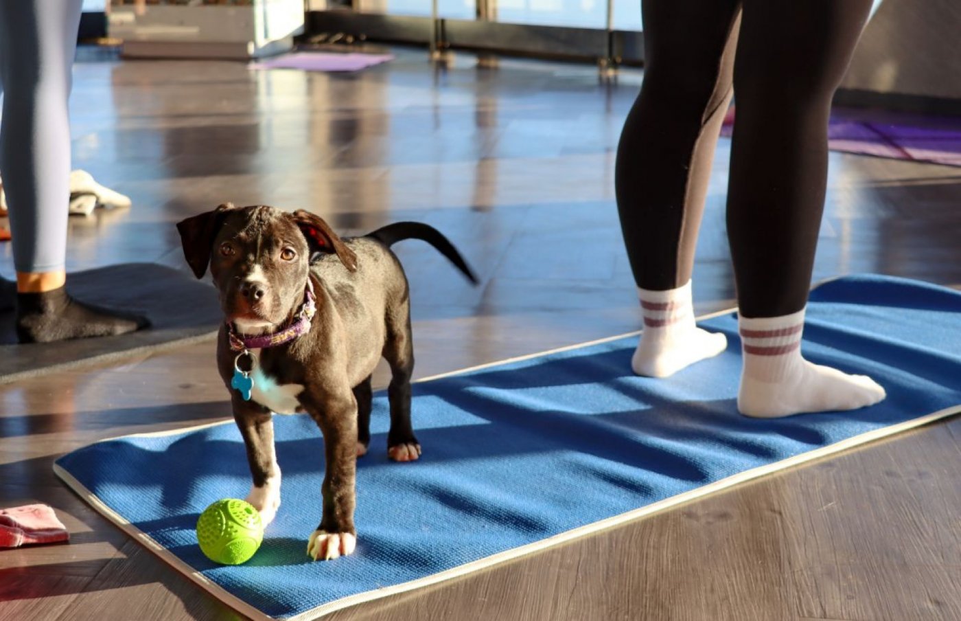Adoptable Puppy Yoga at 360 CHICAGO Benefitting One Tail at a Time , 19 October | Event in Chicago | AllEvents