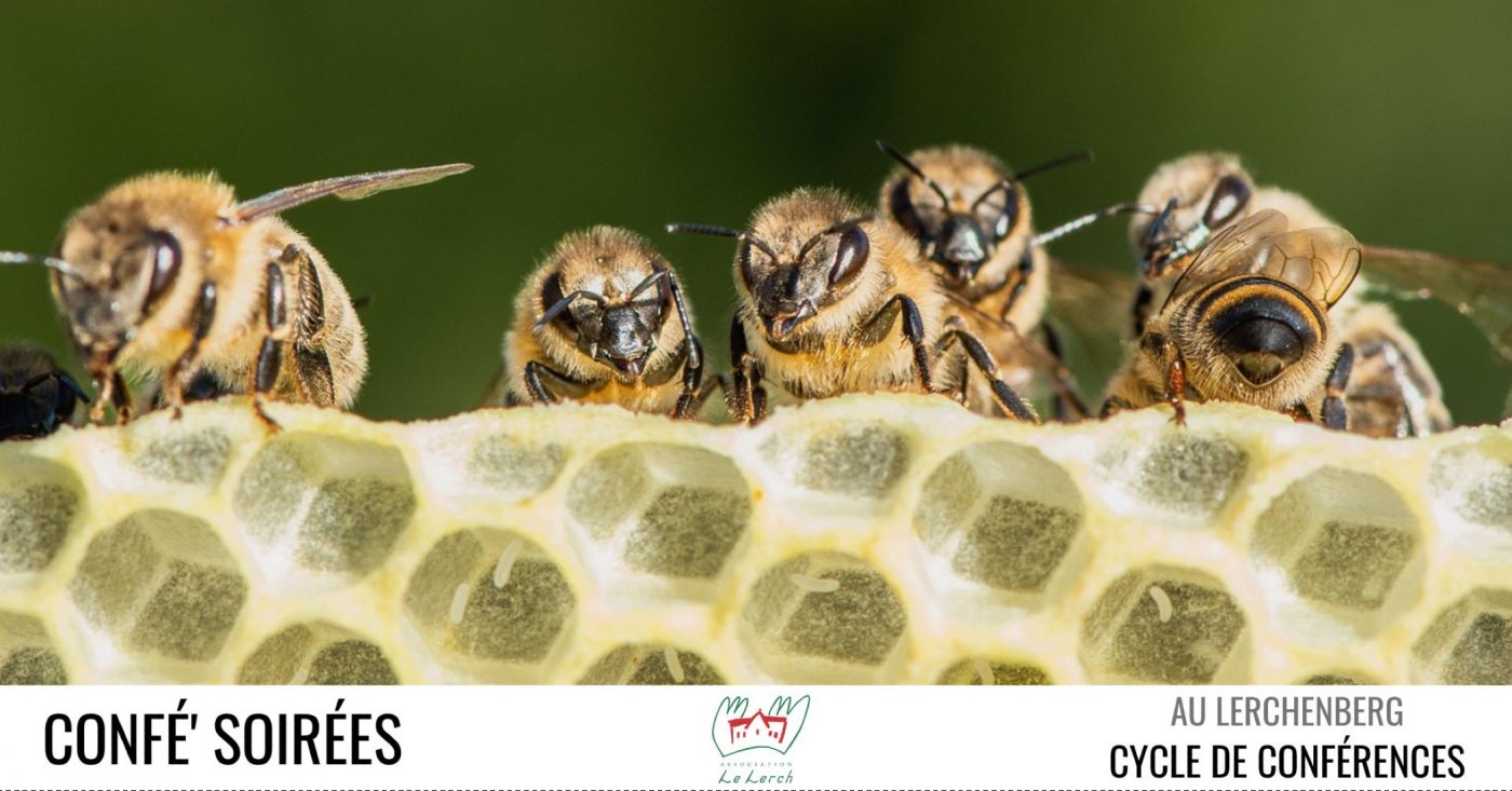 Confé' Soirées - Le monde fascinant des abeilles, 12 February | Event in Mulhouse | AllEvents