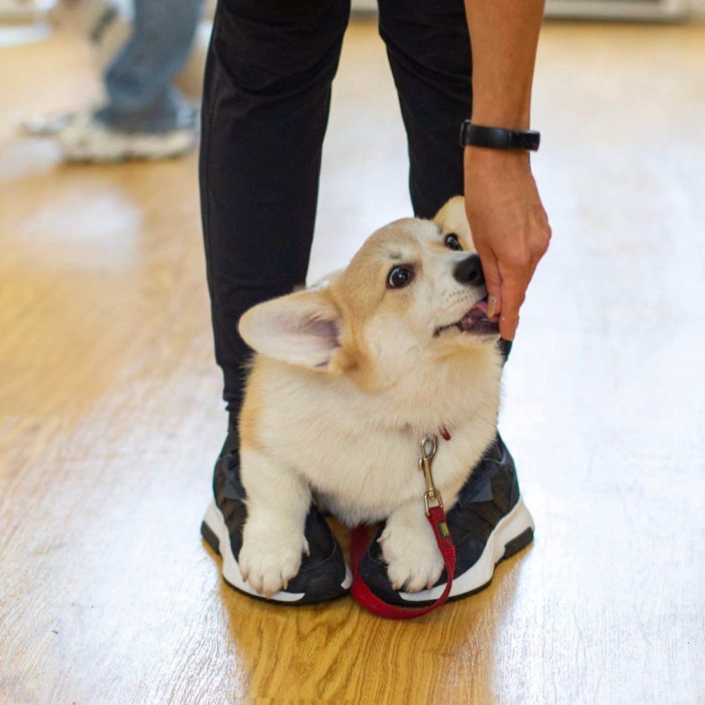 Puppy Training School SW1 Four-Week Course - Saturdays from 29th November 11.15am-12.15pm, 29 November | AllEvents