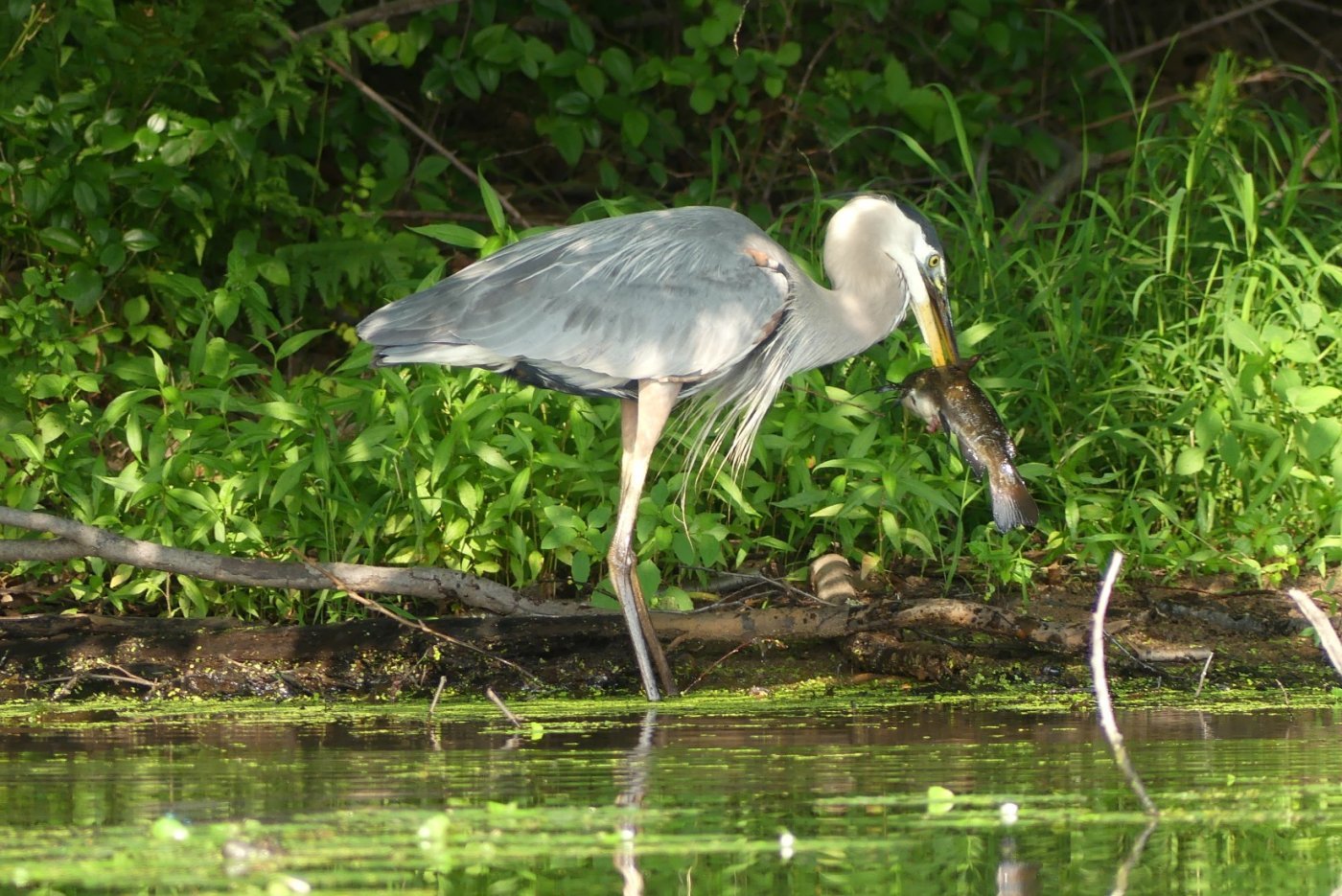 National Audubon Society: Christmas Bird Count, Bolton Landing, 14 December | Event in Bolton Landing | AllEvents