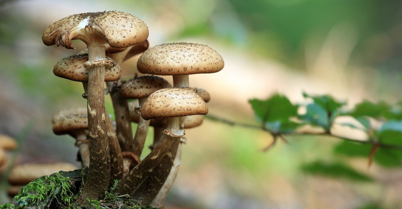 🍄 Μανιταροεξόρμηση στην Εύβοια., 30 November | AllEvents