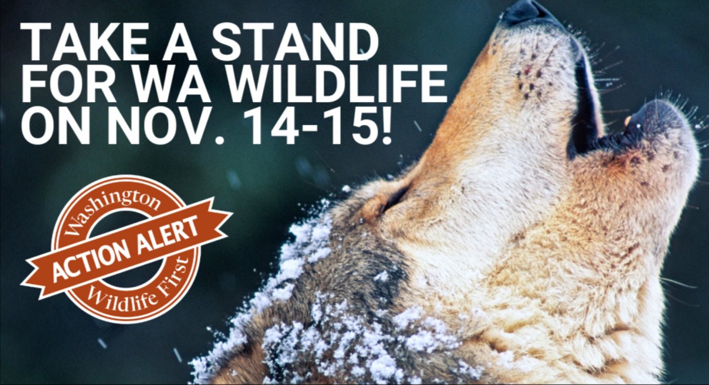 ACTION NEEDED !! Help stop the slaughter of WA's ENDANGERED wolves !! | Event in Lynnwood | AllEvents