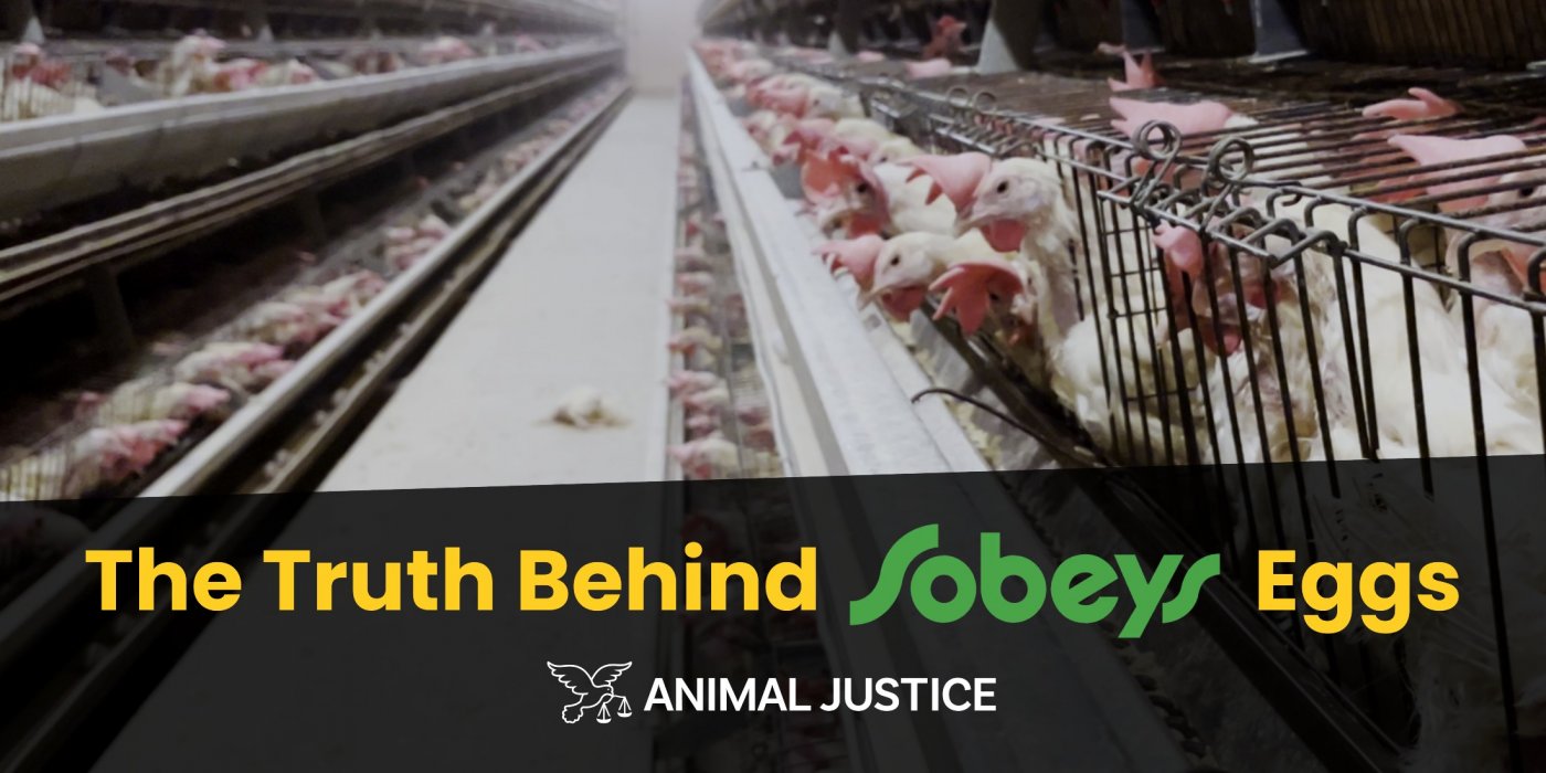 NATIONWIDE SOBEYS PROTEST, 29 November | Online Event | AllEvents