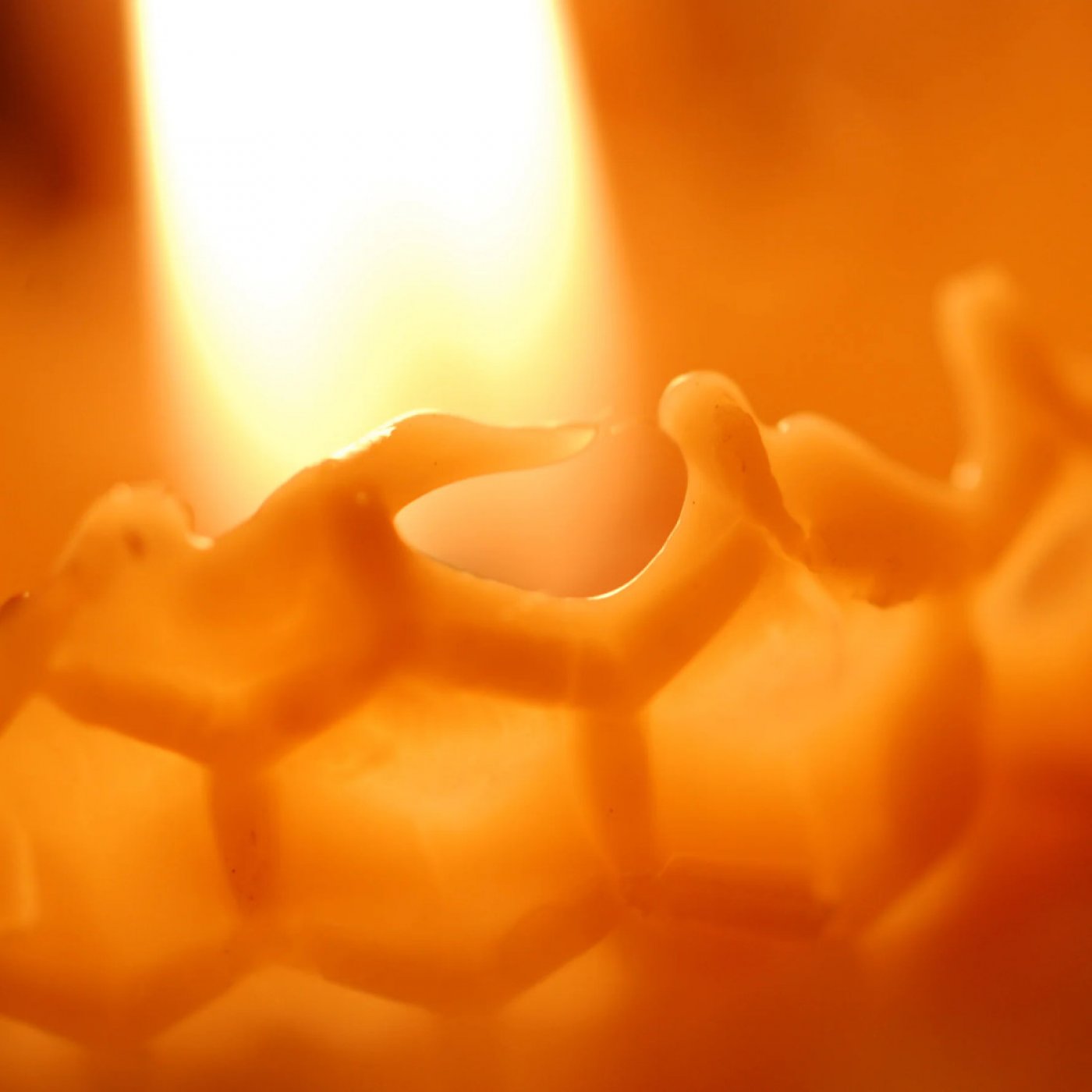 Beeswax Candle Making Workshop, 15 February | Event in Toronto | AllEvents