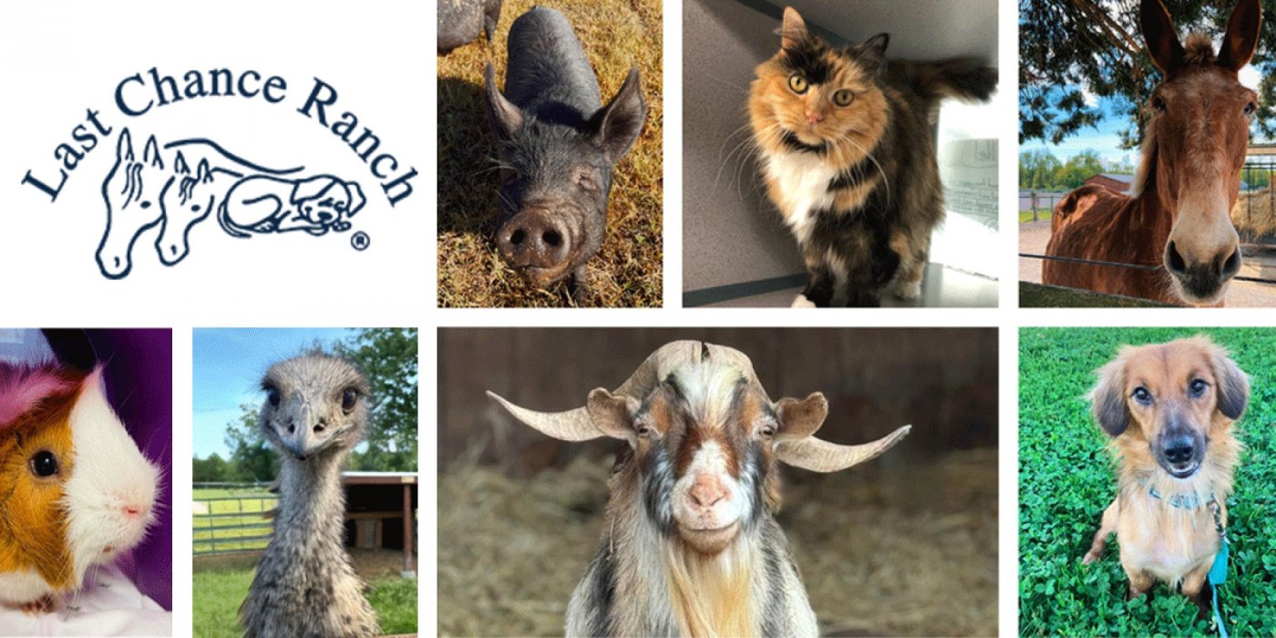 Lexus Doylestown Pet Photos with Santa – December 13, 11 AM–2 PM, 13 December | Event in Doylestown | AllEvents