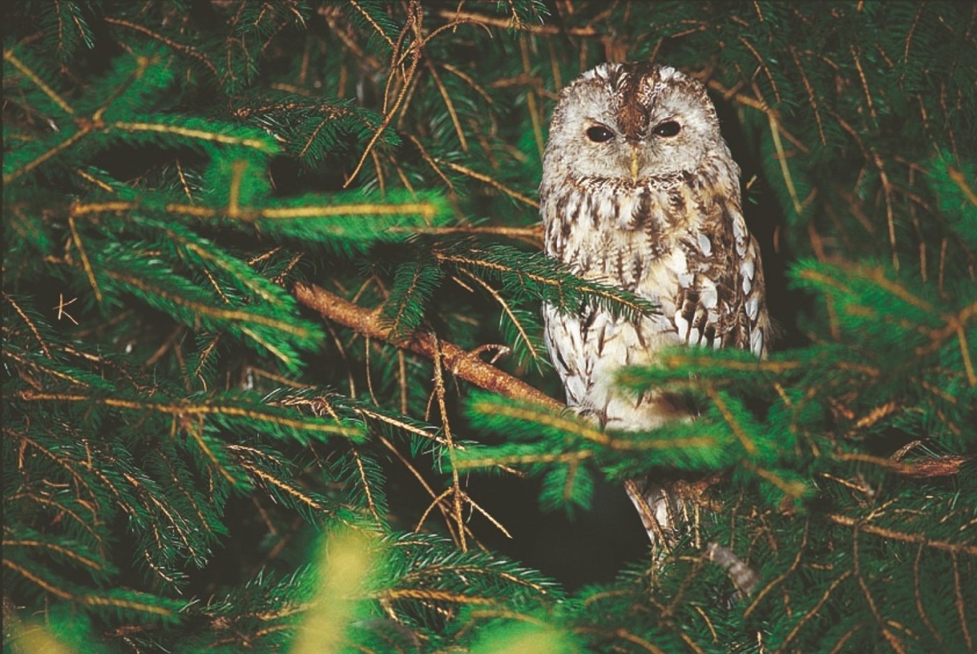 Il est chouette ce Hibou : les rapaces nocturnes, 20 February | Event in Toulon | AllEvents