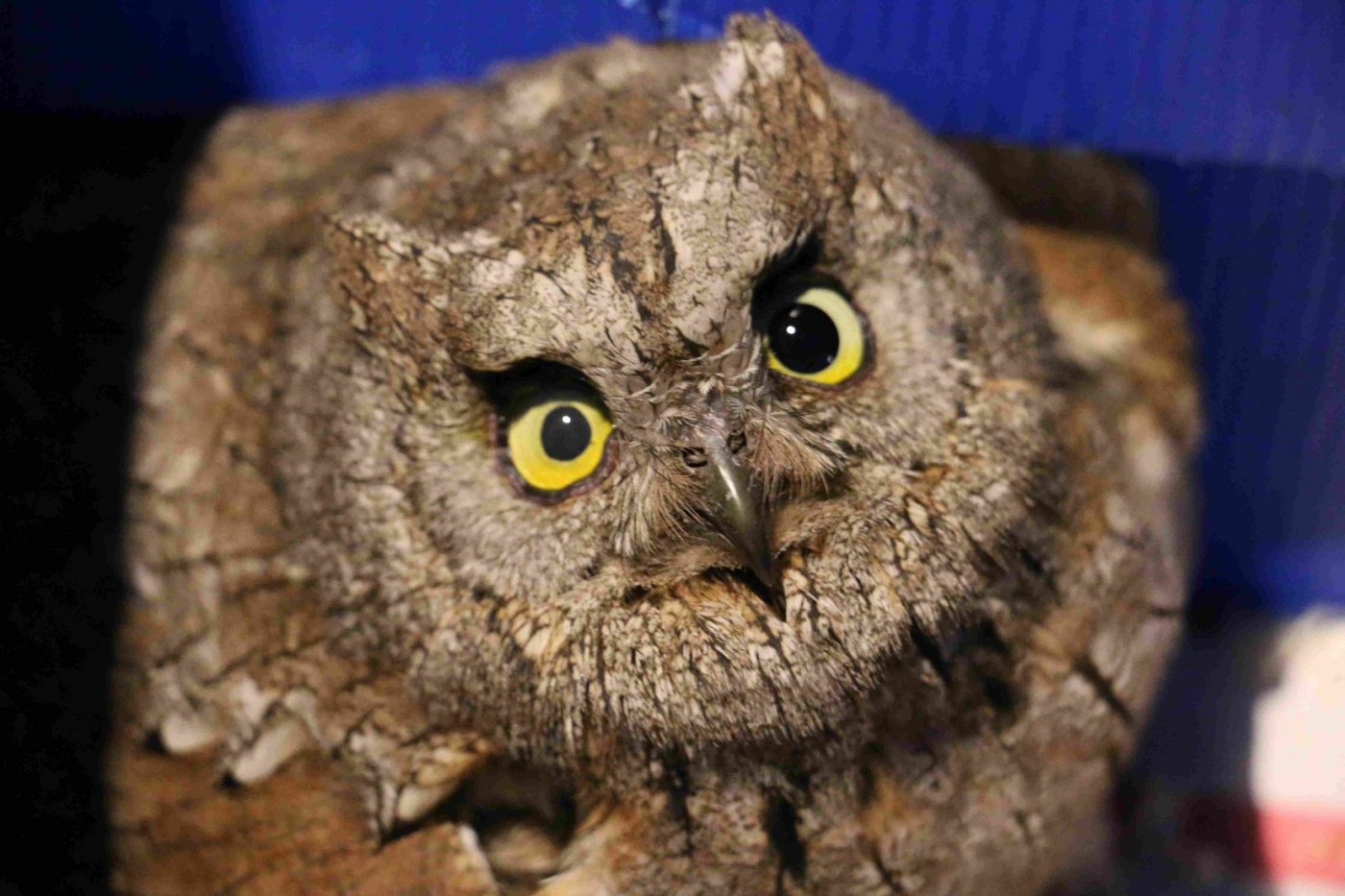 A la recherche du hibou Petit-duc Scops, 17 April | Event in La Valette-du-Var | AllEvents